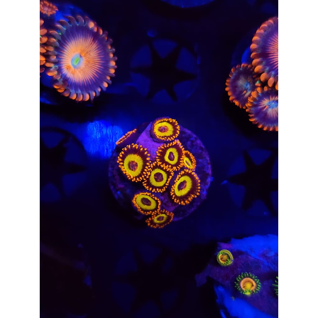 Fruit Loops Zoanthid Frag WYSIWYG!