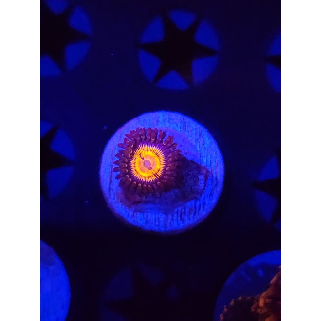 Fuzzy Peach Zoanthid Frag WYSIWYG!