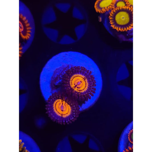 Fuzzy Peach Zoanthid Frag WYSIWYG!