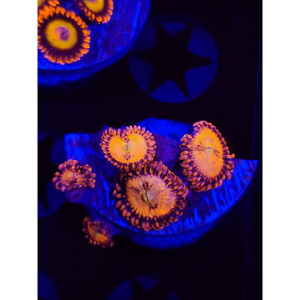 Fuzzy Peach Zoanthid Frag WYSIWYG!