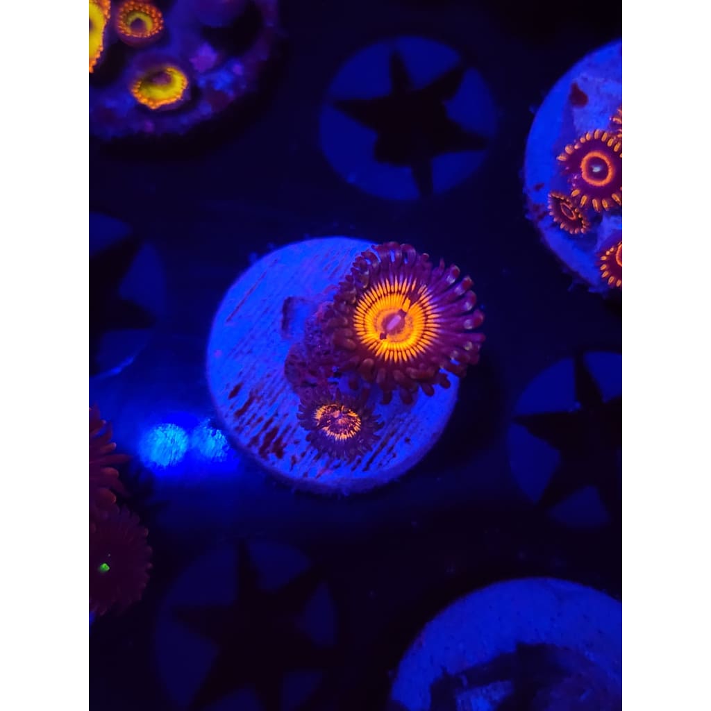 Fuzzy Peach Zoanthid Frag WYSIWYG!