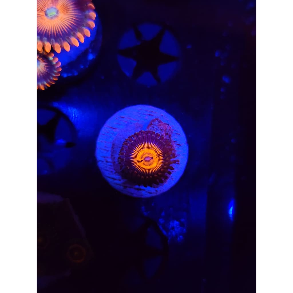 Fuzzy Peach Zoanthid Frag WYSIWYG!