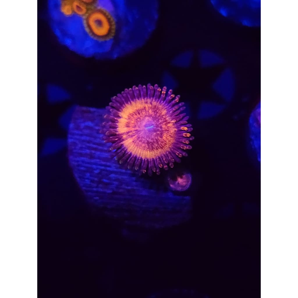 Fuzzy Peach Zoanthid Frag WYSIWYG!