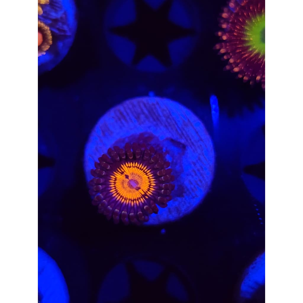 Fuzzy Peach Zoanthid Frag WYSIYWG!