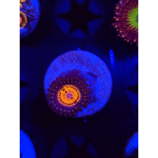Fuzzy Peach Zoanthid Frag WYSIYWG!