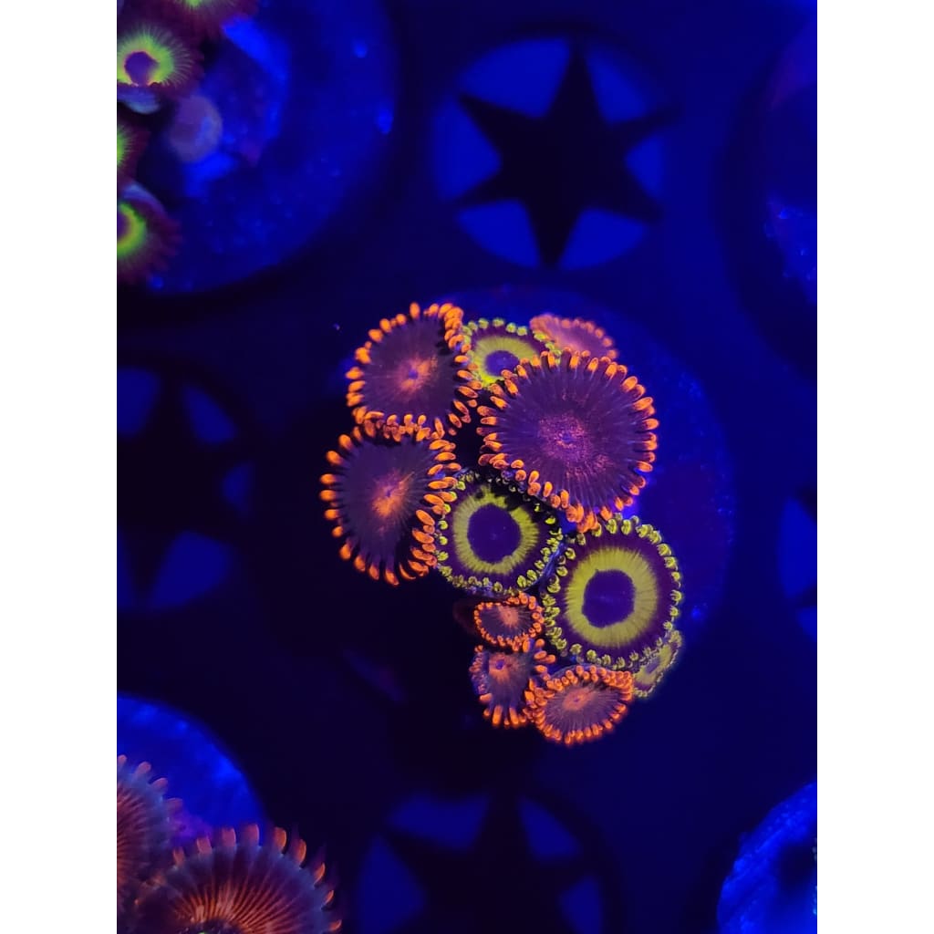 Gatorade/LA Lakers Combo Zoanthid Frag WYSIWYG!