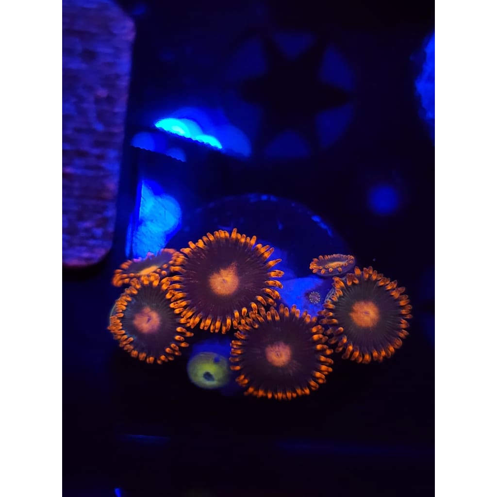Gatorade Zoanthid Frag WYSIWYG!