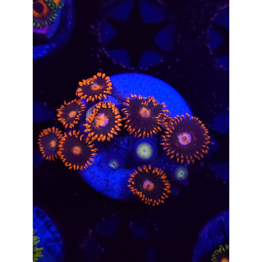 Gatorade Zoanthid Frag WYSIWYG!