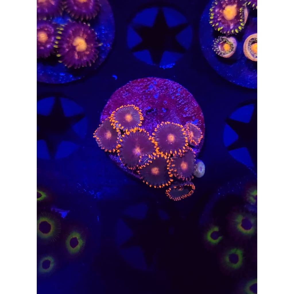 Gatorade Zoanthid Frag WYSIWYG!