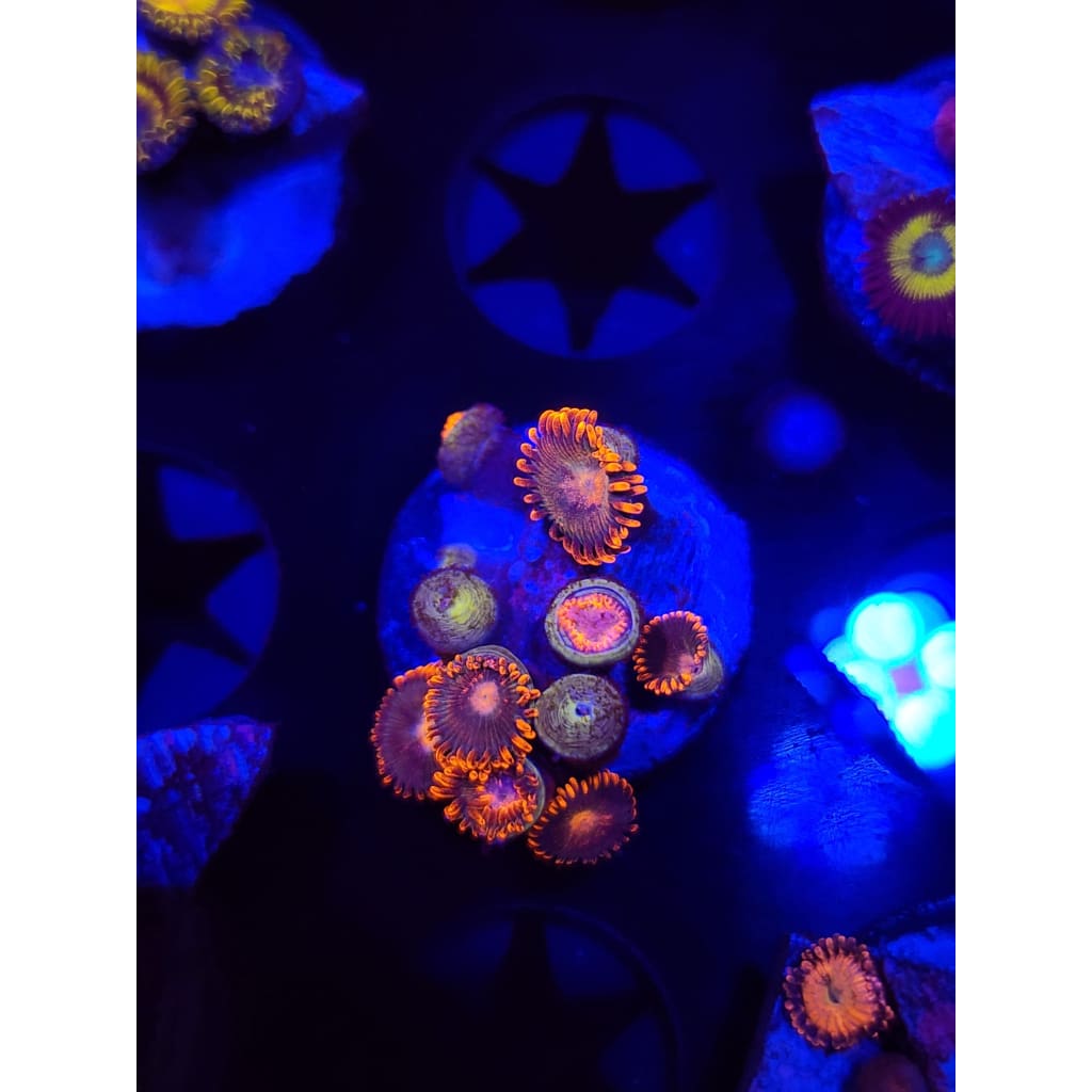 Gatorade Zoanthid Frag WYSIWYG!