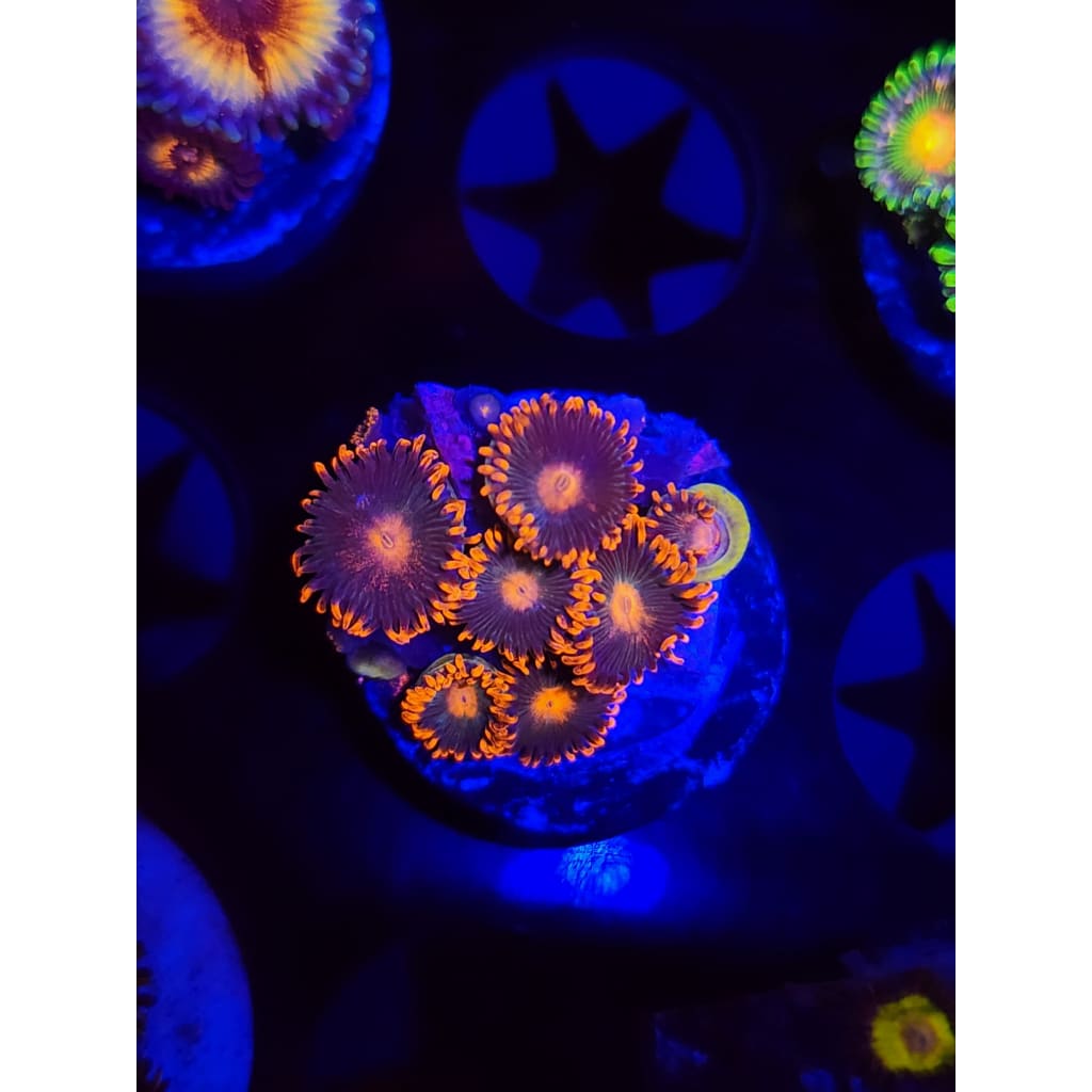 Gatorade Zoanthid Frag WYSIWYG!