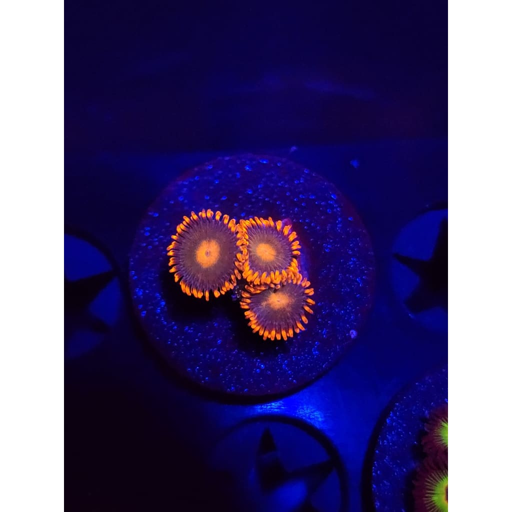 Gatorade Zoanthid Frag WYSIWYG!