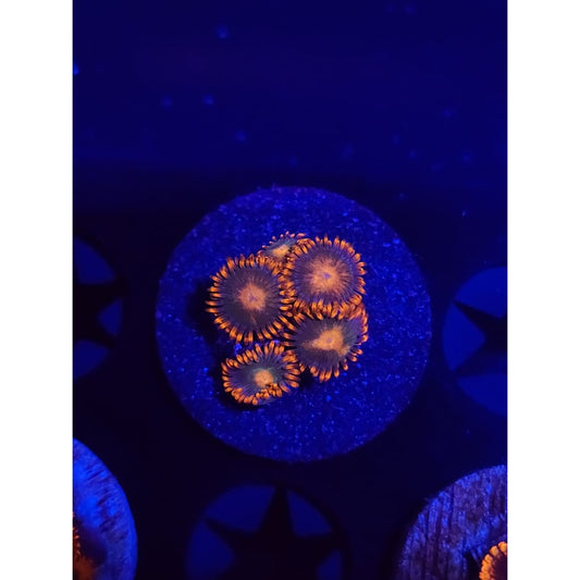 Gatorade Zoanthid Frag WYSIWYG!