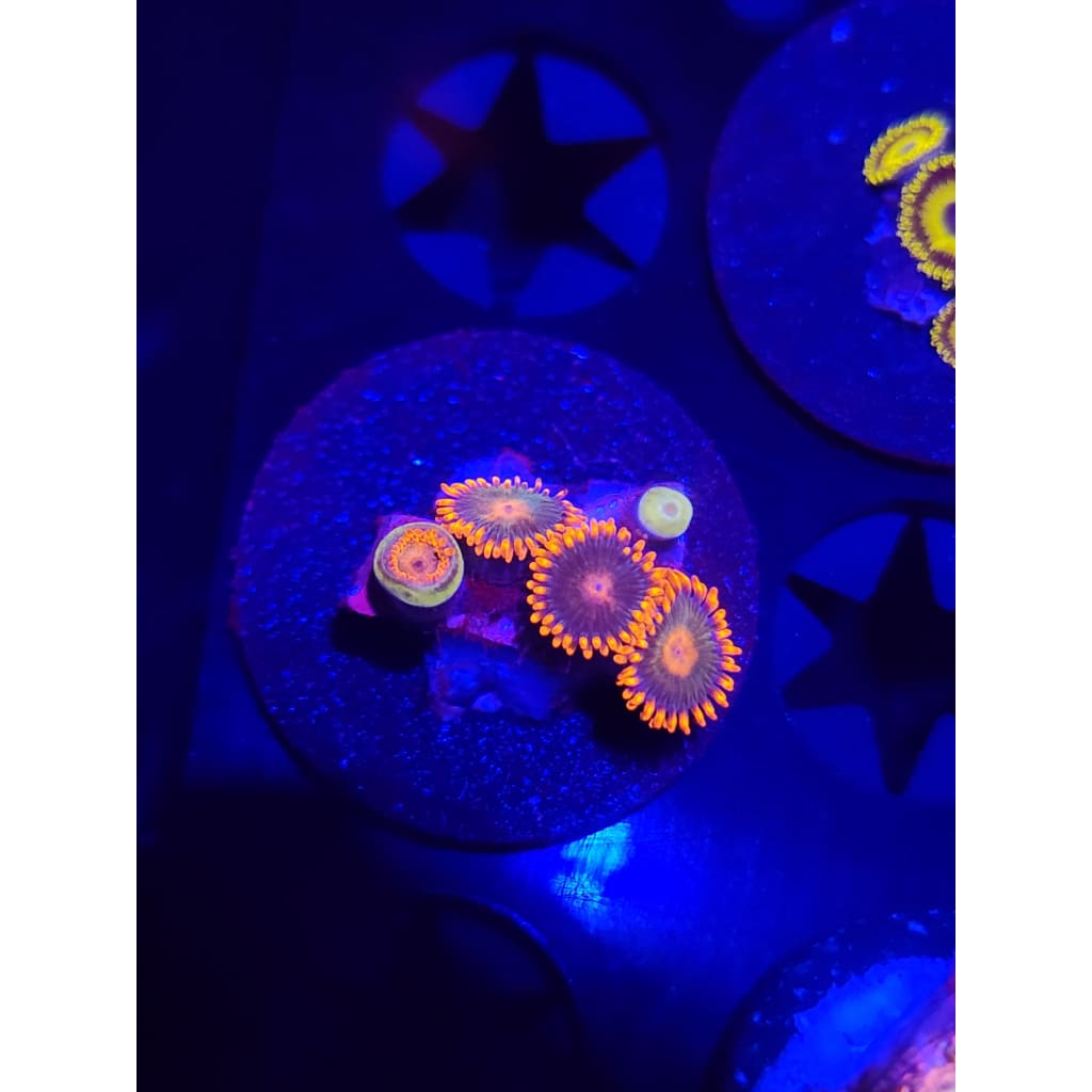 Gatorade Zoanthid Frag WYSIWYG!