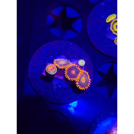 Gatorade Zoanthid Frag WYSIWYG!