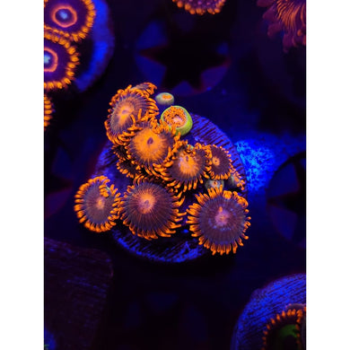 Gatorade Zoanthid Frag WYSIWYG!