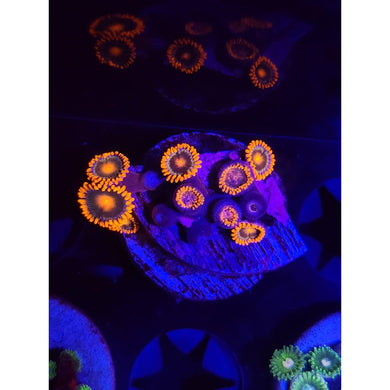 Gatorade Zoanthid Frag WYSIWYG!