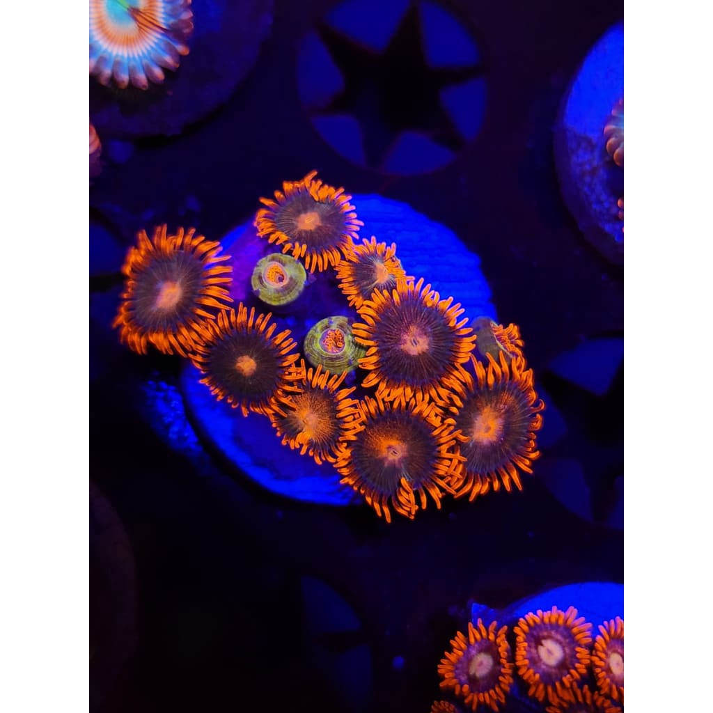 Gatorade Zoanthid Frag WYSIWYG!