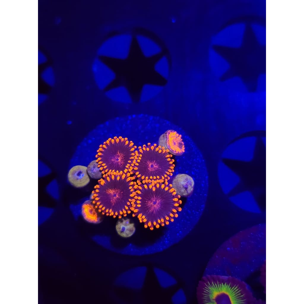 Gatorade Zoanthid Frag WYSIWYG!