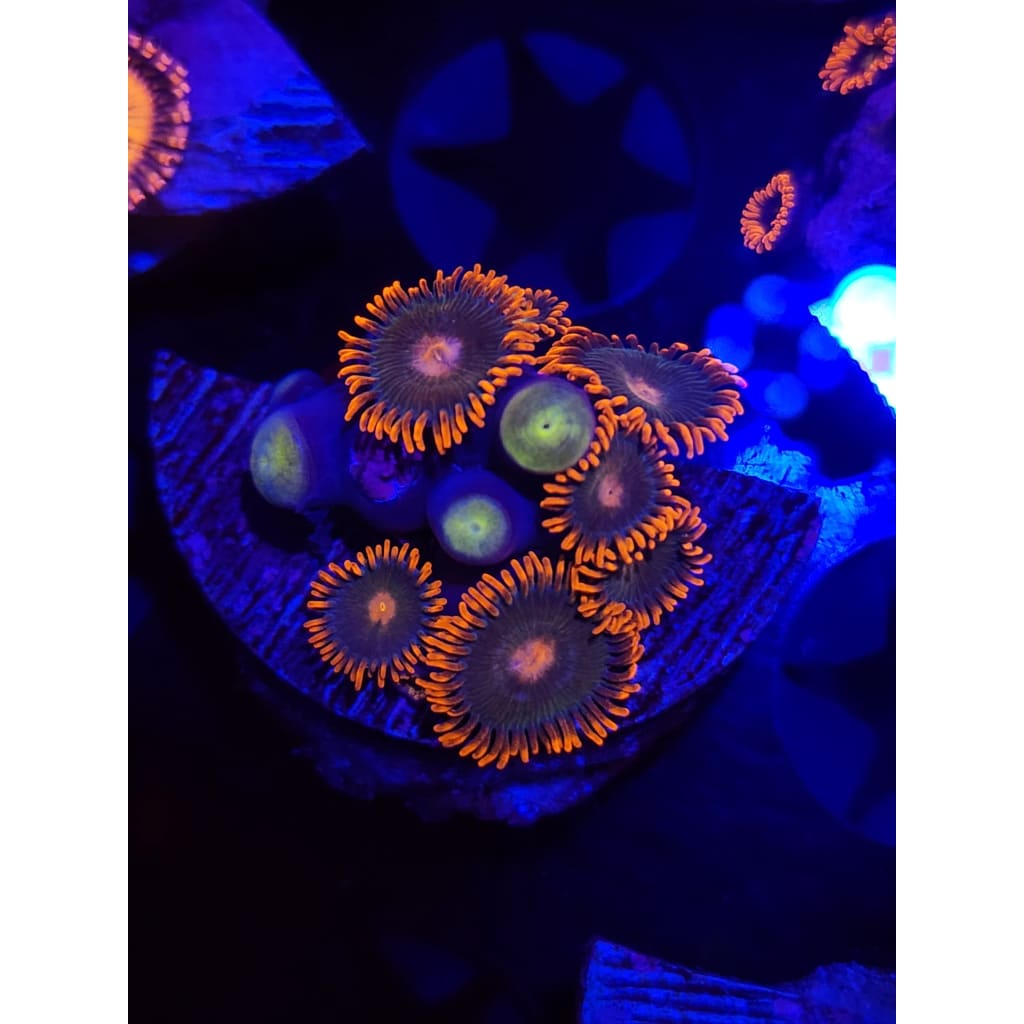 Gatorade Zoanthid Frag WYSIWYG!