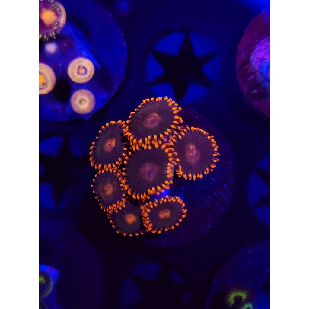 Gatorade Zoanthid Frag WYSIWYG!