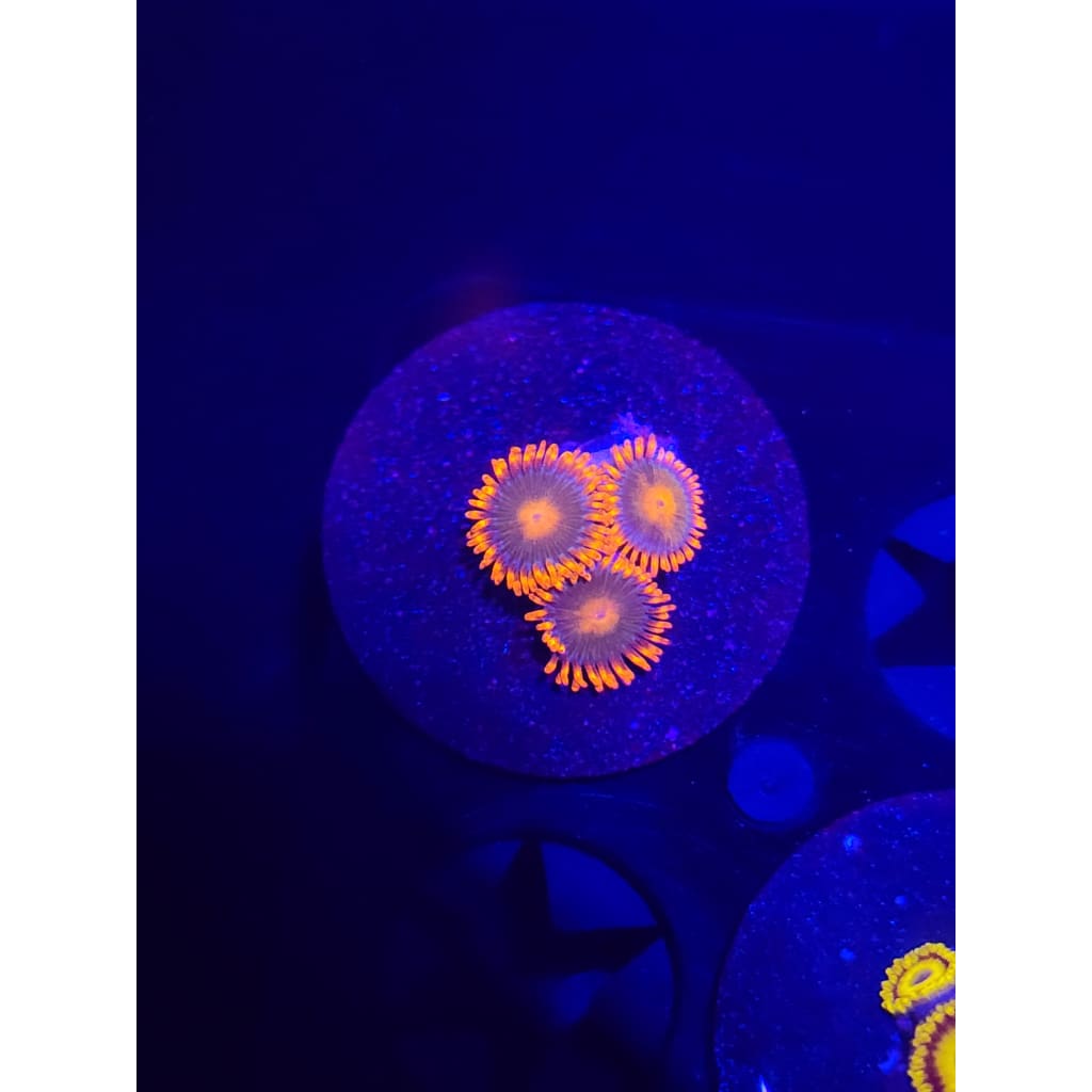 Gatorade Zoanthid Frag WYSIWYG!