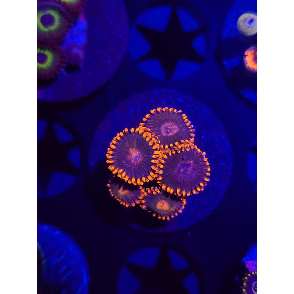 Gatorade Zoanthid Frag WYSIWYG!