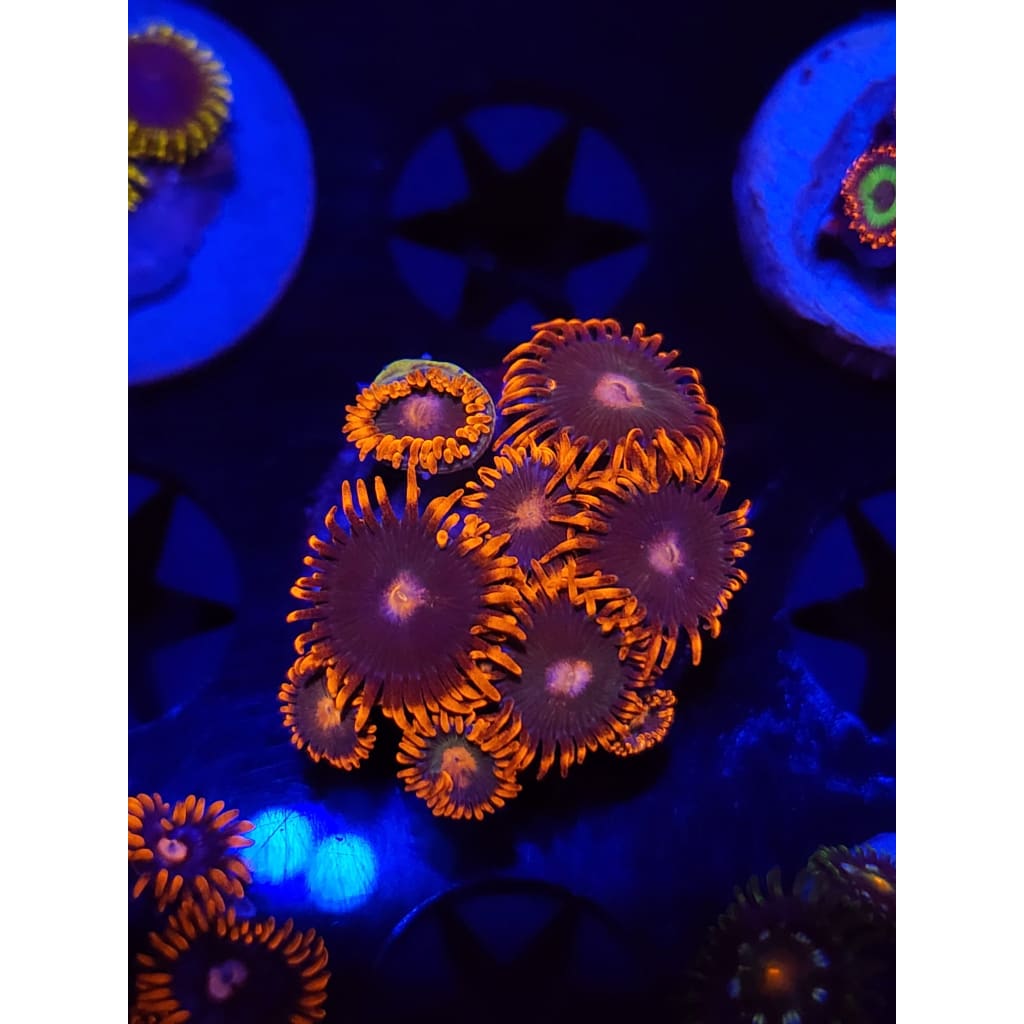 Gatorade Zoanthid Frag WYSIWYG!