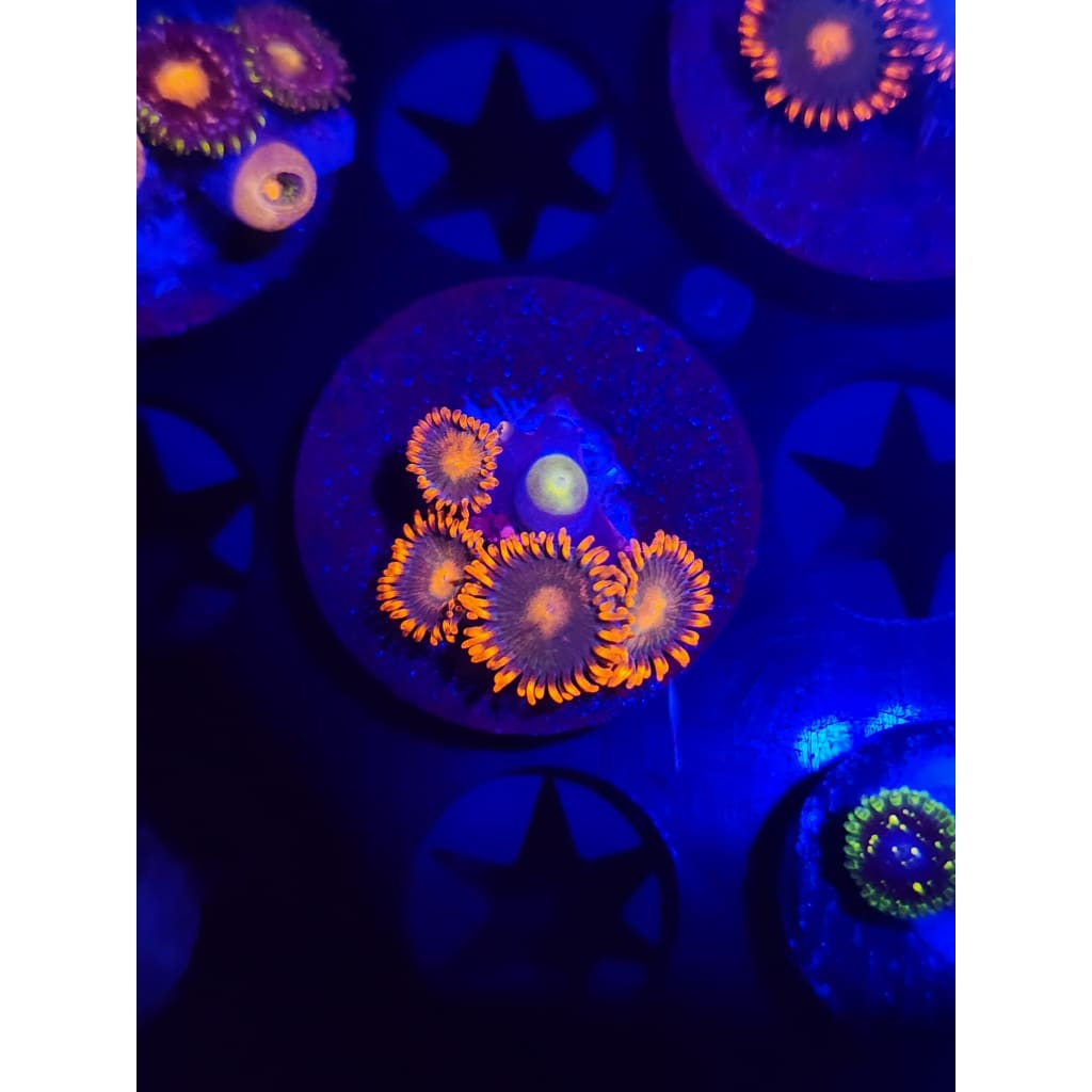 Gatorade Zoanthid Frag WYSIWYG!