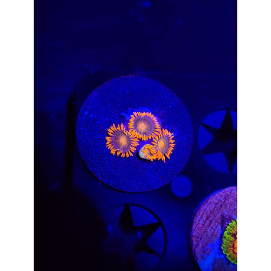Gatorade Zoanthid Frag WYSIWYG!