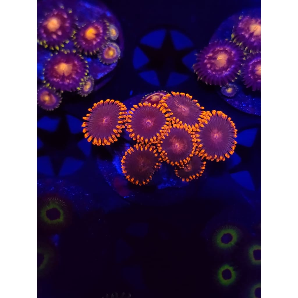 Gatorade Zoanthid Frag WYSIWYG!