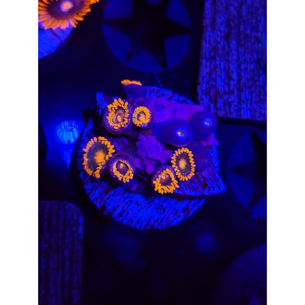 Gatorade Zoanthid Frag WYSIWYG!