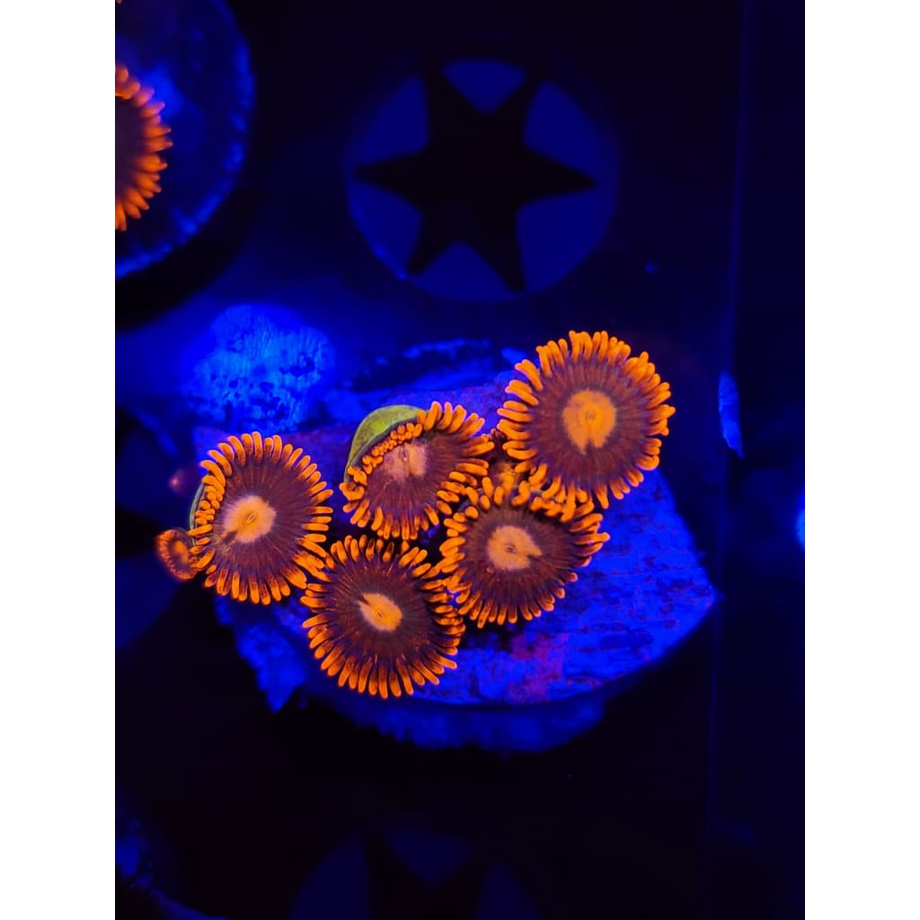 Gatorade Zoanthid Frag WYSIWYG!