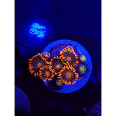 Gatorade Zoanthid Frag WYSIWYG!