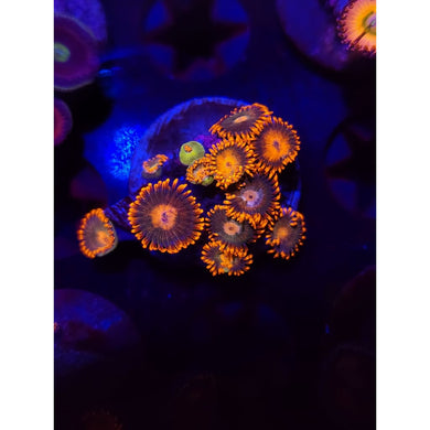 Gatorade Zoanthid Frag WYSIWYG!