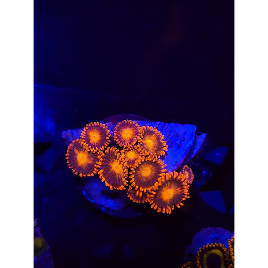 Gatorade Zoanthid Frag WYSIWYG!
