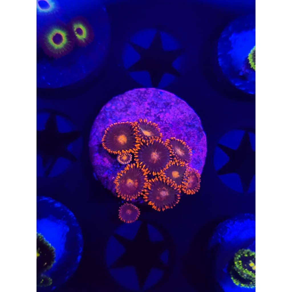 Gatorade Zoanthid Frag WYSIWYG!
