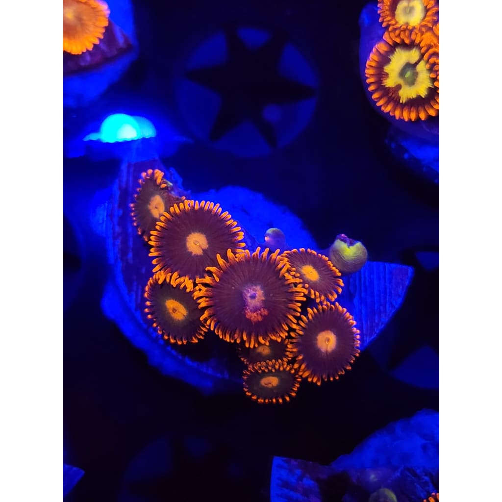 Gatorade Zoanthid Frag WYSIWYG!