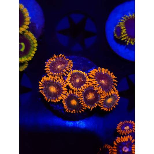 Gatorade Zoanthid Frag WYSIYWG!