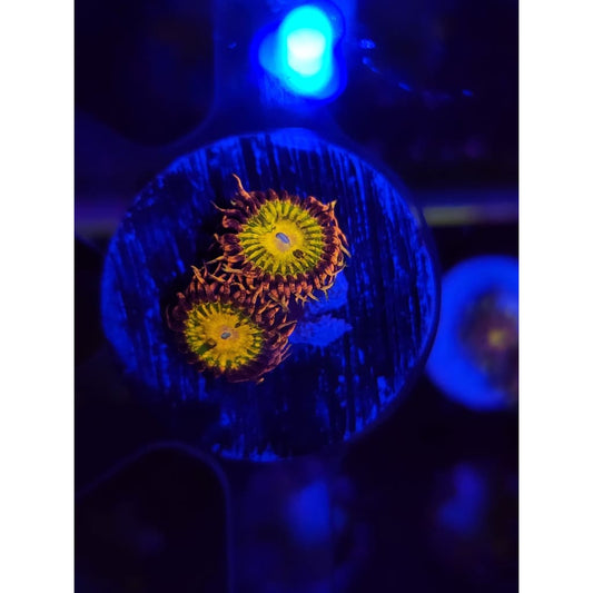 GB Buttkisser Zoanthid Frag WYSIWYG!