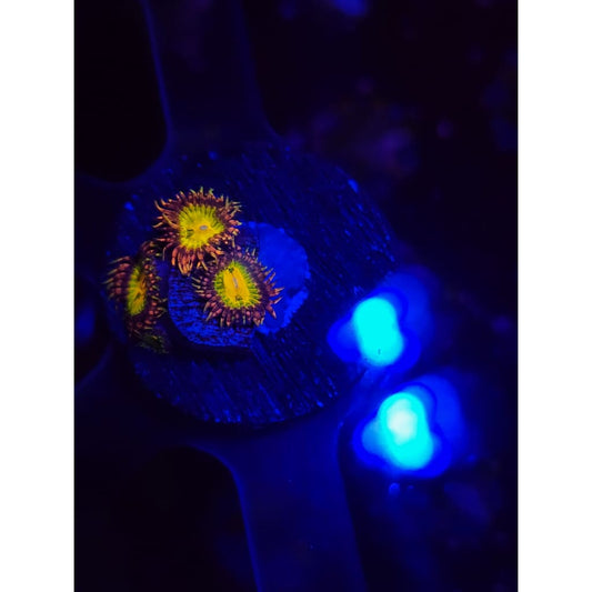 GB Buttkisser Zoanthid Frag WYSIWYG!