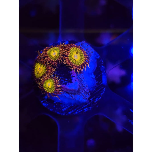 GB Buttkisser Zoanthid Frag WYSIWYG!