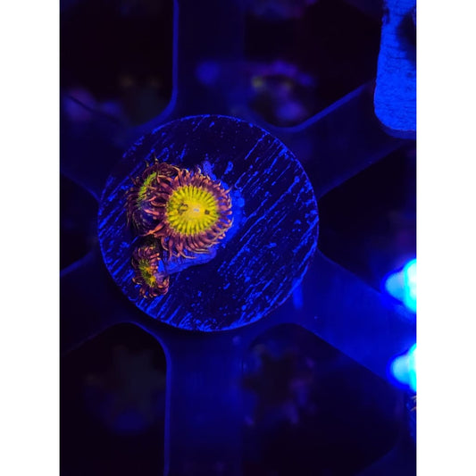 GB Buttkisser Zoanthid Frag WYSIWYG!