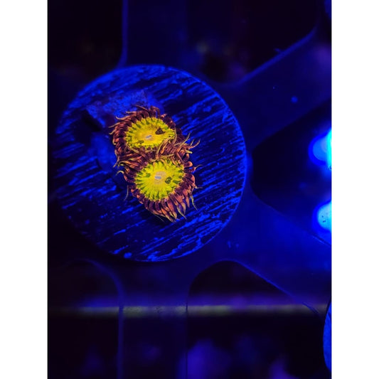 GB Buttkisser Zoanthid Frag WYSIWYG!