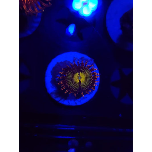GB Buttkissers Zoanthid Frag WYSIWYG!