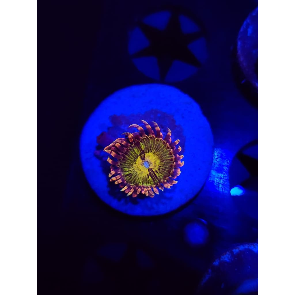 GB Buttkissers Zoanthid Frag WYSIWYG!