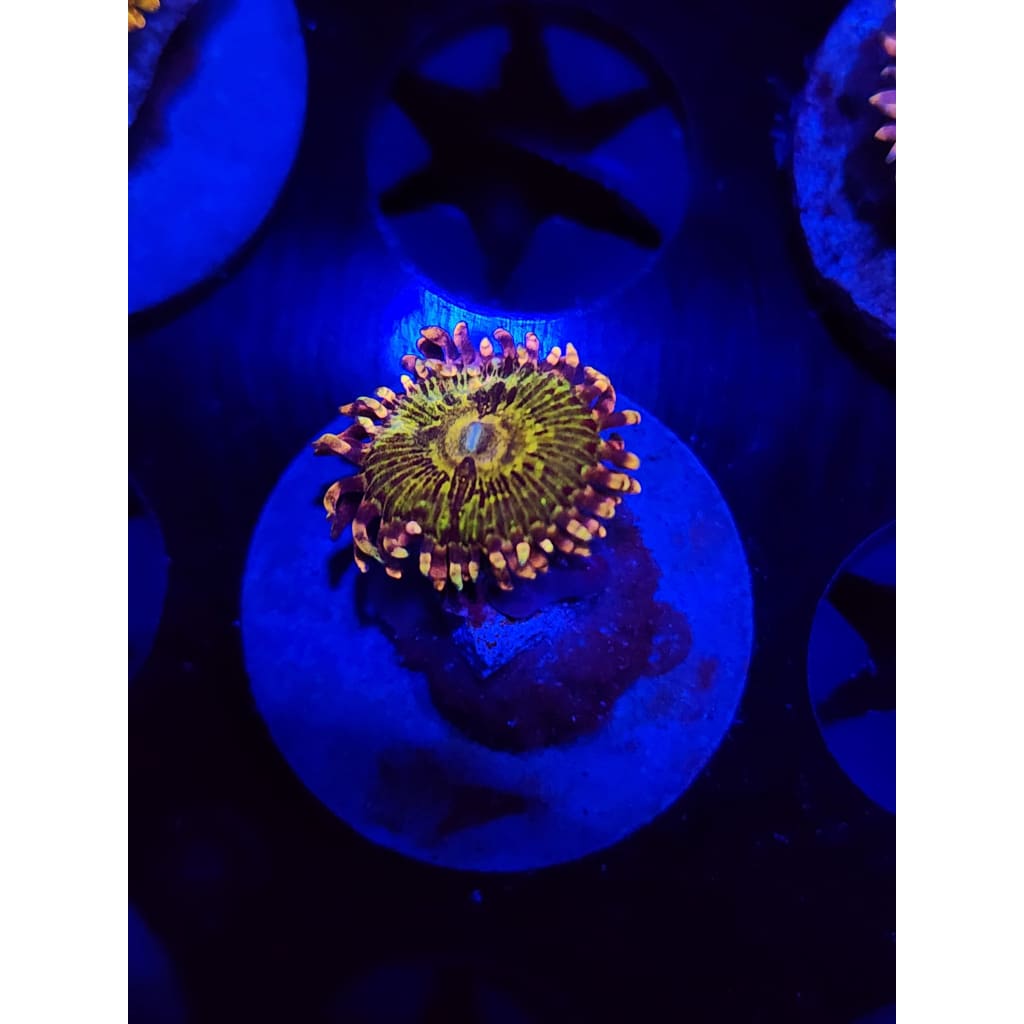 GB Buttkissers Zoanthid Frag WYSIWYG!