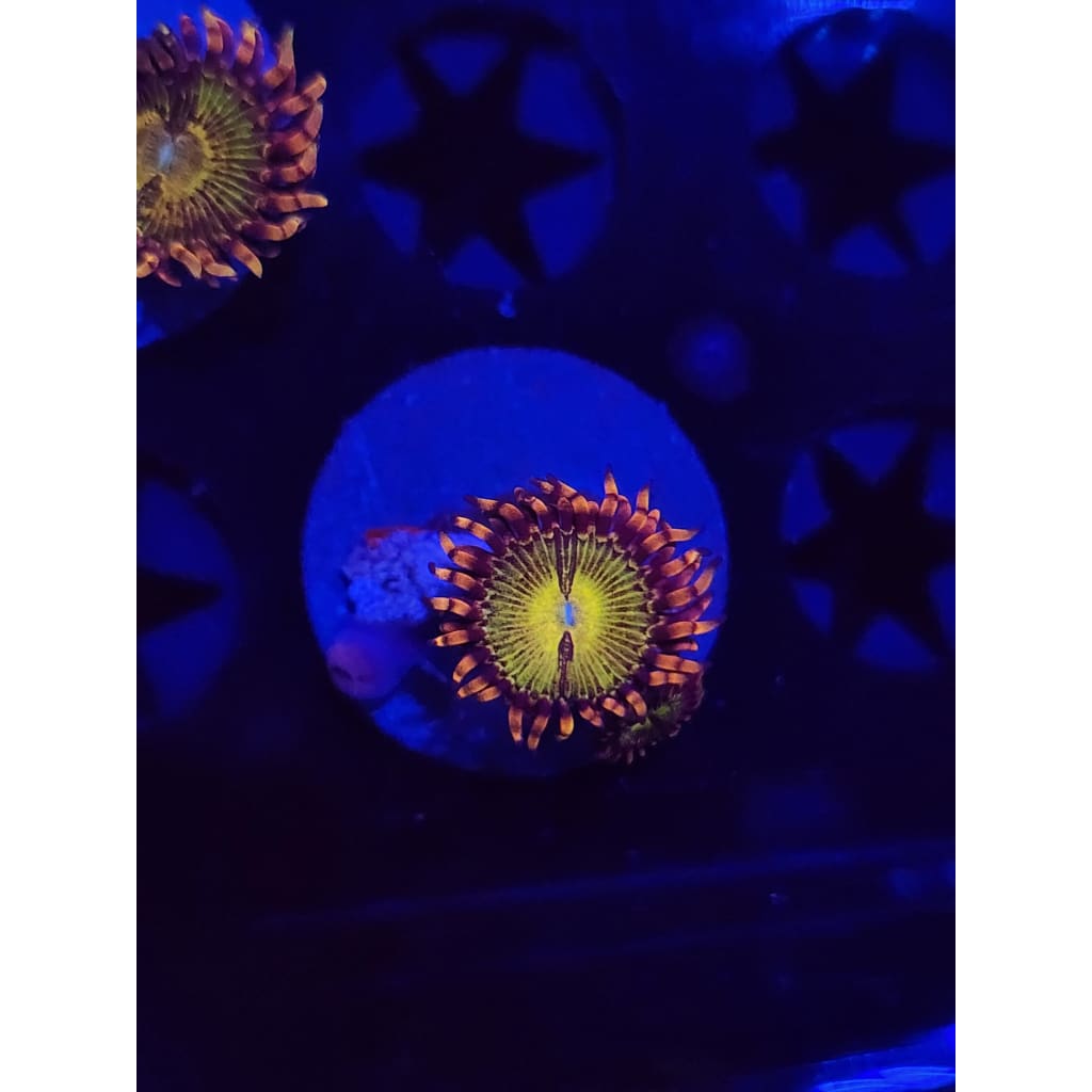 GB Buttkissers Zoanthid Frag WYSIWYG!