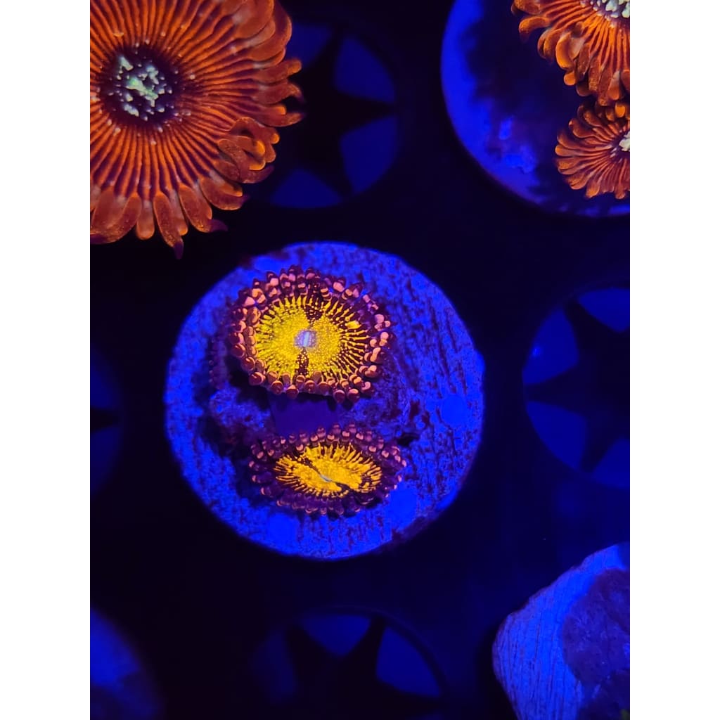 GB Buttkissers Zoanthid Frag WYSIWYG!