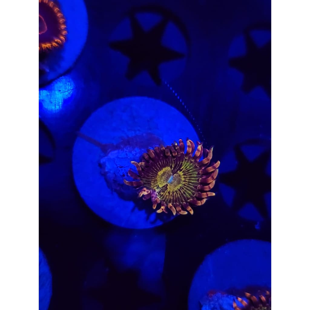 GB Buttkissers Zoanthid Frag WYSIWYG!